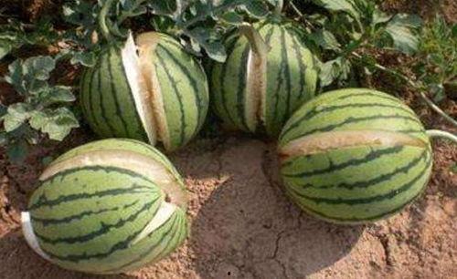 云南网红吃瓜事件真相,揭秘背后真相与反思