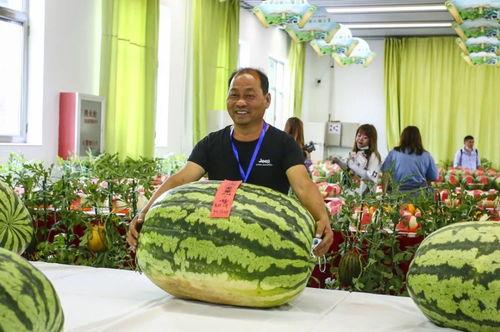 吃瓜网首发,揭秘网络舆论场的“瓜田”奇观