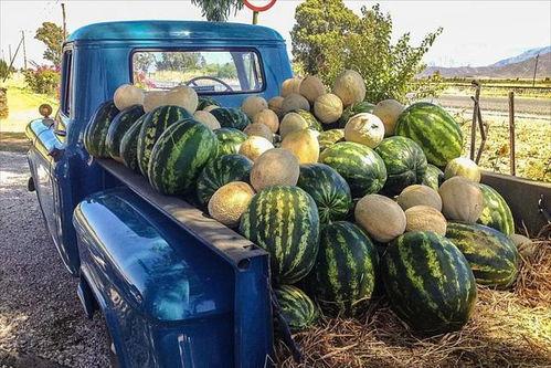 荷兰网红吃瓜事件真相,揭秘背后真相与网络舆论风暴