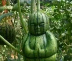 山西网红吃瓜事件真相,揭秘背后真相与争议