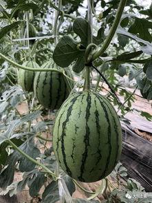 咸阳网红吃瓜,揭秘网络红人的幕后故事