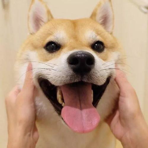 网红狗子跟闺蜜吃瓜视频,趣味视频引网友热议