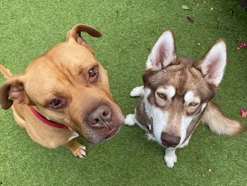 网红狗子跟闺蜜吃瓜视频,趣味视频引网友热议