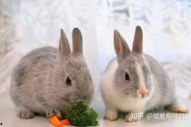 网红吃瓜小兔子视频