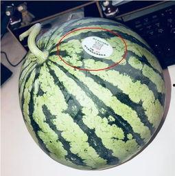 网红同款吃瓜工具,揭秘娱乐圈幕后风云