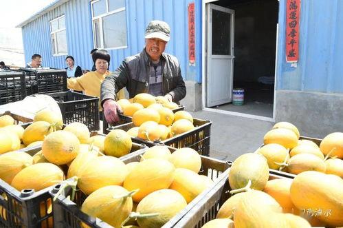 内蒙古吃瓜网,揭秘草原美食背后的故事