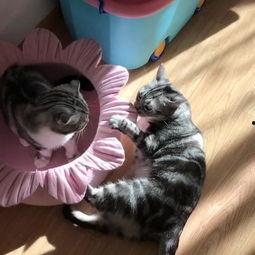 喵小吉吃瓜网今日吃瓜,今日热点事件大盘点