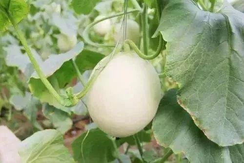 镇平网红吃瓜事件