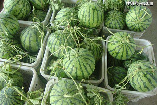 甘肃陇南女网红吃瓜,甘肃陇南女网红瓜田奇遇记