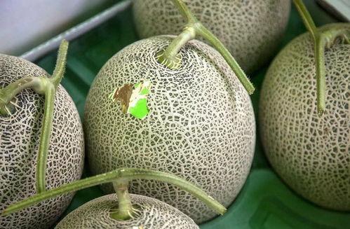 网红吃蜜瓜,蜜瓜大胃王争霸赛