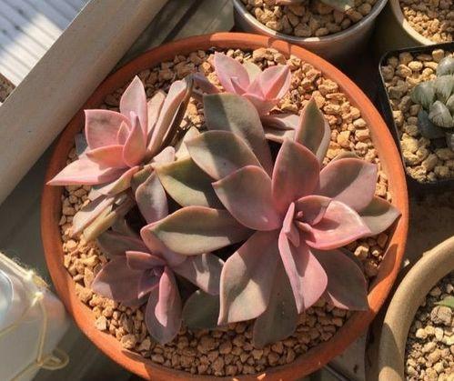 多肉小野猫的微密黑料吃瓜网,微密黑料背后的真实故事