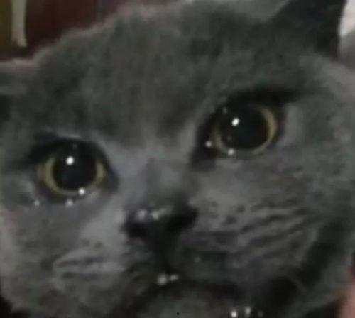 喵小吉 吃瓜爆炸网,揭秘娱乐圈幕后故事