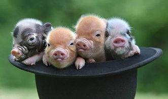 宠物猪网红吃哈密瓜,哈密瓜成新宠！