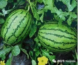 吃瓜网去哪里,网络舆论场中的“瓜田”导航指南