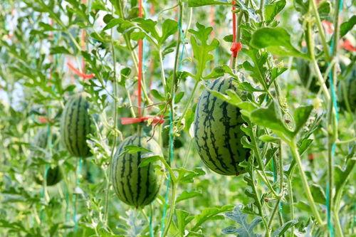 吃瓜网去哪里,网络舆论场中的“瓜田”导航指南