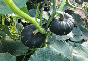 吃日本瓜的网红叫什么,揭秘“吃日本瓜”网红的爆红之路