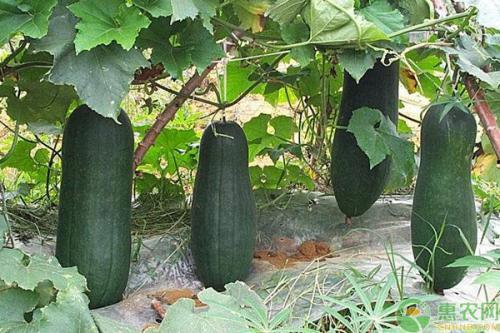 诸暨吃瓜网红事件