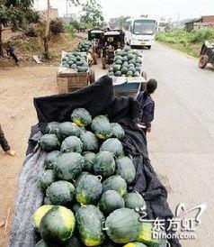 诸暨吃瓜网红事件