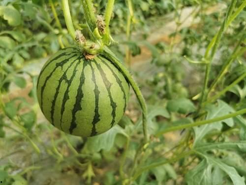 怎样进网红吃瓜群,如何轻松加入热门话题圈