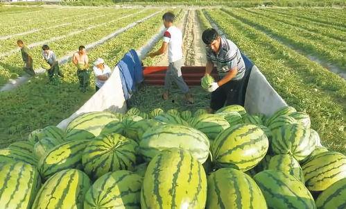 网红摆摊吃瓜图片