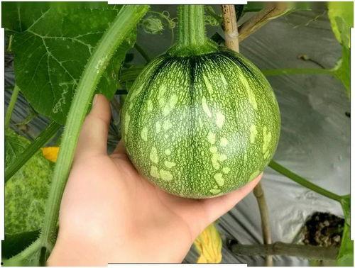 上海网红丽丽吃瓜,揭秘娱乐圈幕后故事