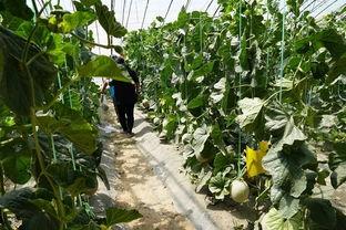 武都网红吃瓜群众视频大全