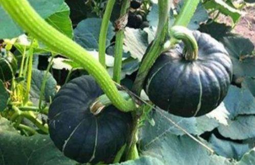 水贝吃瓜水贝网红打架,一场网络与现实交织的“吃瓜”风波