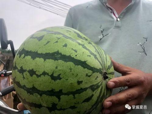 水贝吃瓜水贝网红打架,一场网络与现实交织的“吃瓜”风波