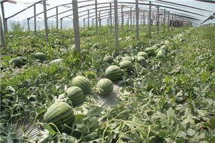 东北网红吃瓜群众事件真相,揭秘背后真相与争议