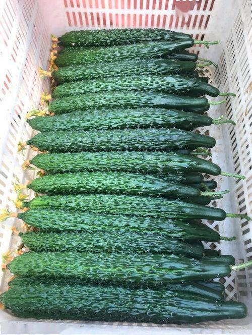 黑亮吃瓜网,揭秘娱乐圈幕后故事，带你领略明星真实生活