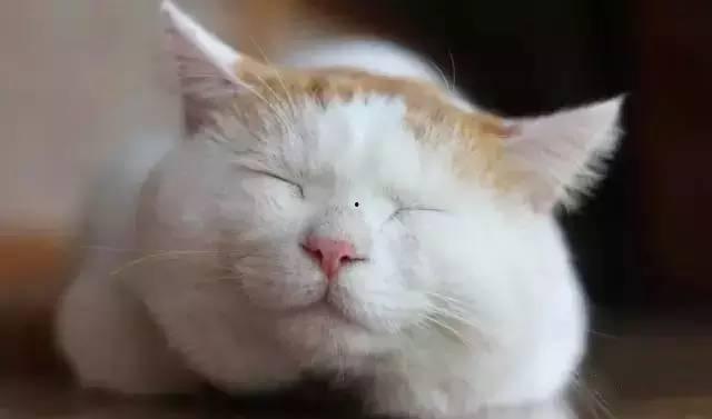 网红倦倦猫吃瓜,揭秘娱乐圈幕后真相