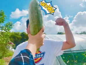 吃网红瓜心里难受