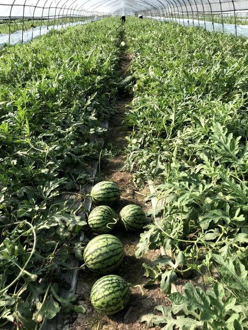 166su吃瓜网入口,揭秘娱乐圈最新热点，带你畅游八卦海洋