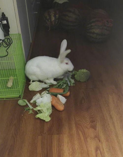 咬一口兔娘吃瓜网