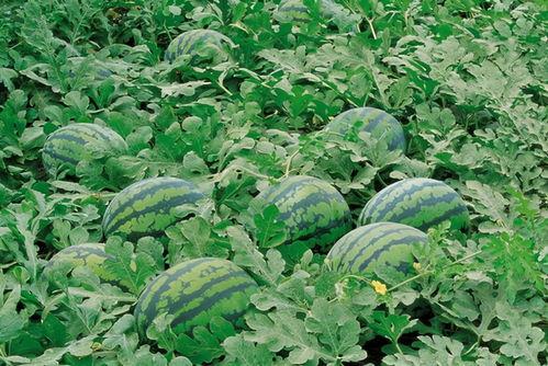 江山网红吃瓜群微博名字