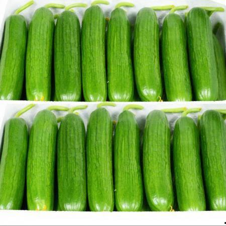 山东吃生瓜的网红有哪些,山东网红吃生瓜挑战盘点