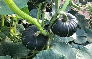 网红吃的小瓜怎么做的