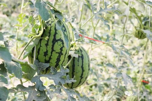 吃瓜炸裂网红,吃瓜炸裂！揭秘网红背后的惊人真相