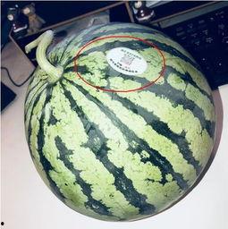 马来西亚网红吃瓜,揭秘网红圈幕后趣事