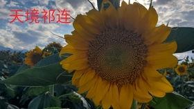 大漠吃瓜官网,揭秘沙漠中的美食奥秘