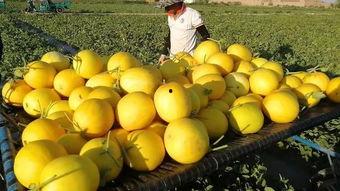 大漠吃瓜官网,揭秘沙漠中的美食奥秘