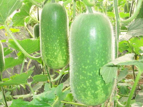 吃瓜网ccgg7,带你领略网络舆论场的风云变幻