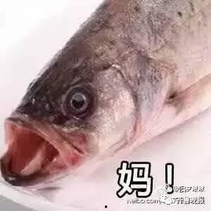 网红吃八瓜鱼视频,口感独特引网友热议！