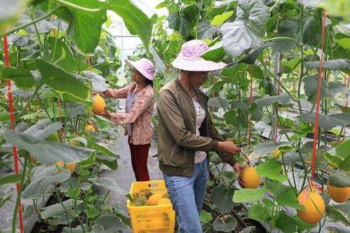 网红瓜都是谁吃的图片大全,图鉴中的美食探索之旅
