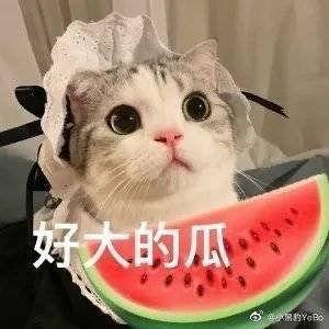 吃瓜网红照片下载大全,一网打尽热门瞬间