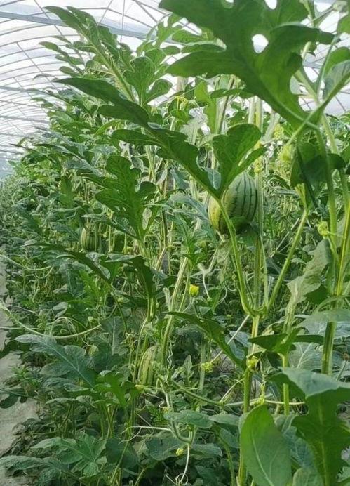 宁波吃瓜网红,宁波网红吃瓜达人带你探秘当地美食江湖