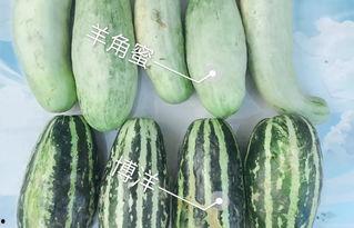 济宁网红吃瓜,揭秘幕后故事与热门话题