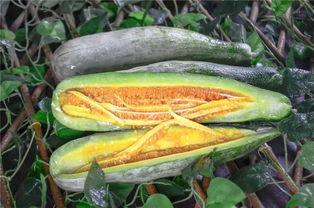 网红总结吃瓜,揭秘娱乐圈幕后故事