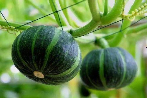 网红韩格婧吃瓜图片大全,盘点那些爆笑的瓜皮时刻